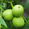 12 pcs Walnuss, Juglans regia, bonsaibaum echt, stauden winterhart mehrjährig Juglans regia - Walnussbaum Samen - bonsai topf, garten geschenke für frauen stauden winterhart mehrjährig,