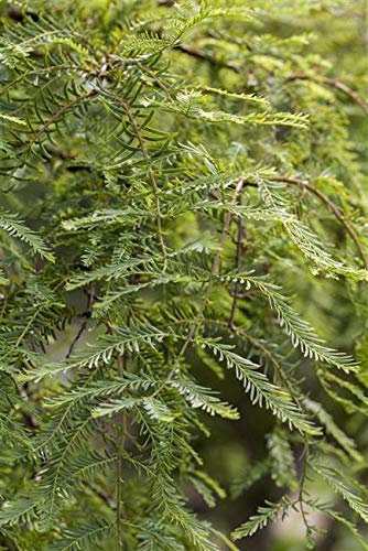 Chinesisches Rotholz Metasequoia glyptostroboides im Topf gewachsen ca. 100cm
