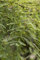 Chinesisches Rotholz Metasequoia glyptostroboides im Topf gewachsen ca. 100cm