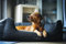 Lebon - Hundebett Carl Plus - 80x60x27cm- Orthopädisch- mit Liegedecke zum befestigen - Deluxe - Made IN EU
