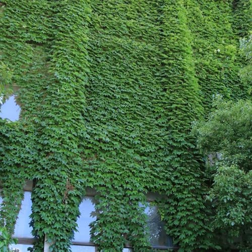 Semillas de hiedra de rápido crecimiento, semillas de hiedra verde, de interior purificadoras de aire Las de jardín de rocas 400pcs
