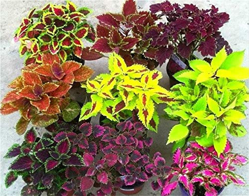 Semi 100 Pz Rare Exotic Begonia a Colori, Begonia Bonsai Indoor fioritura Piante in Vaso per la casa Giardino Balcone Coleus Bonsai: Marrone
