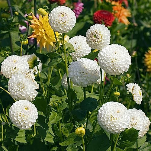 2 piezas comprar tubérculos de dalia resistentes, bulbos de azafrán de otoño, plantas de cobertura del suelo resistentes dalias bulbos resistentes perennes, plantas resistentes para