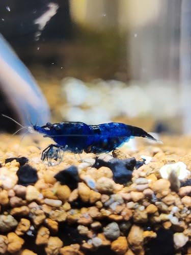 Garnelenglück - Garnelen in diversen Farben und Muster - 5 Stück (Blue Dream - Neocaridina - blau)