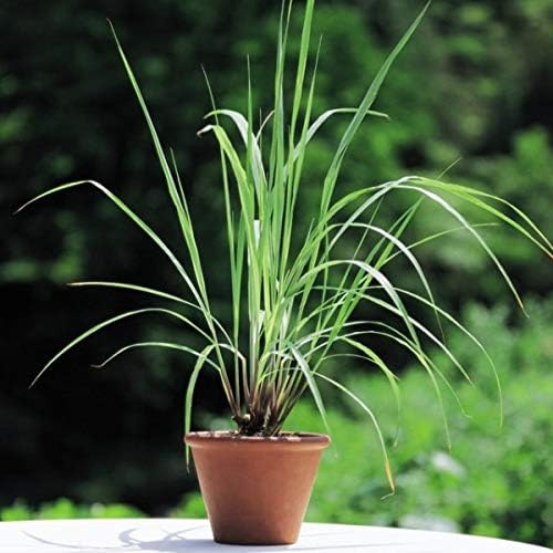 2 PIANTE LEMONGRASS CITRONELLA SU VASO CM 14 MODIPITRE