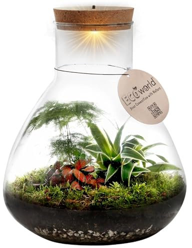 vdvelde.com - Tropical Piramide XL - Ecoworld Flaschengarten mit Mini Pflanzen im Glas - Pflanzen Terrarium Glas Ø 30 cm ↥ 32 cm - Mini Ökosystem mit Licht