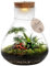 vdvelde.com - Tropical Piramide XL - Ecoworld Flaschengarten mit Mini Pflanzen im Glas - Pflanzen Terrarium Glas Ø 30 cm ↥ 32 cm - Mini Ökosystem mit Licht