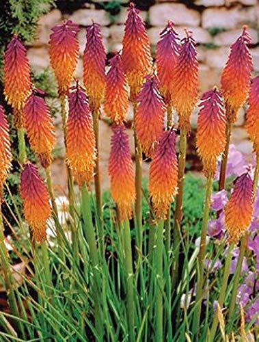 Go Garden 25 Lila Hot Poker Fackel-Lilie Blumensamen Kniphofia Uvaria Perennial