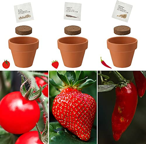 Anzuchttöpfe 3er Set | 5,5x5,5x3,5cm Ton Samen Kokosquellpad | Tomate Erdbeere Chilli Pflanzsamen