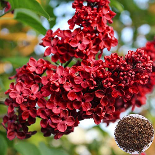 Saterkali Semi lilla, 100 Pz/borsa Semi lilla Perenne Naturale Rosso Georgico Eccellente Produzione di semi di chiodi di garofano per esterni Semi Di Lillà
