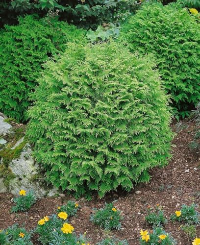 Kugel-Scheinzypresse Chamaecyparis lawsoniana Globosa 25-30 cm immergrün