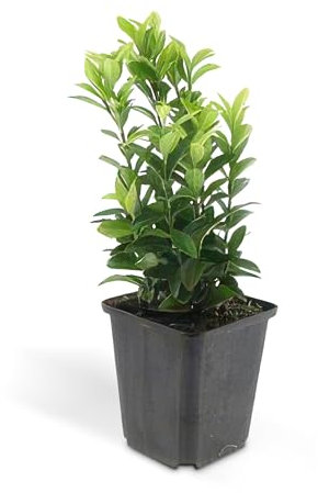 Bodendecker - Kriechspindel - Euonymus japonicus 'Green Spire' - 9cm Topf - Set mit 6 Pflanzen