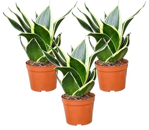 Babypflanze Drillinge Bogenhanf | 3x Sansevieria laurentii im 9 cm Topf | pflegeleichte Zimmerpflanze | langsam wachsend | luftreinigende Büropflanze | frisch aus der Gärtnerei | Green Me Up