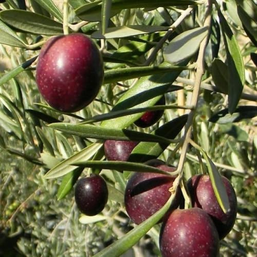 PIANTA DI ULIVO MAURINO in vaso 20/fitocella età 2/3 anni