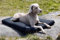 Dog Copenhagen Trixie Fabiola Kratzbaum für Katzen, Grau