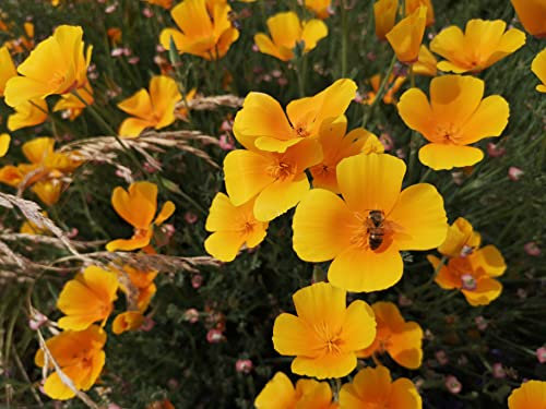 Goldmohn Samen - orangener Mohnsamen mehrjährig & winterhart - lat. Eschscholzia californica (1.500 Samen)