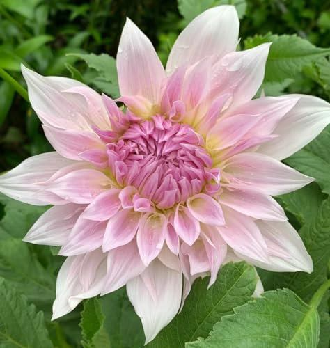 Dahlienzwiebeln Dahlien knollen winterhart Dahlien knollen großblumig winterhart Dahlien knollen winterhart rot