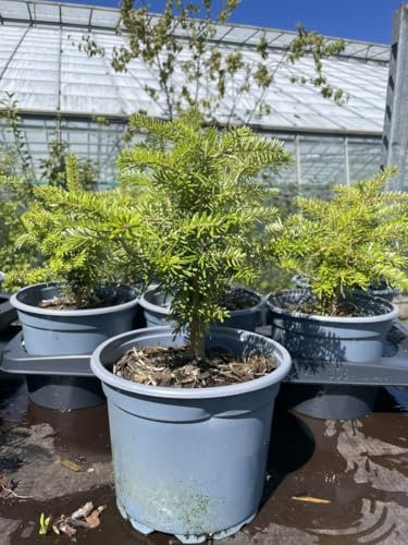 Korean Fir Tree | Elegant Abies koreana with Purple Cones | Compact Evergreen for UK Gardens | Slow-Growing Specimen with Two-Tone Foliage | Year-Round Ornamental Beauty