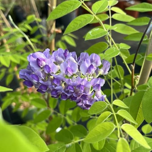 AMDGarden Glicine Americano Profumato Wisteria Frutescens Longwood Purple Rampicante Viola Intenso per Esterni in Vaso 18 cm