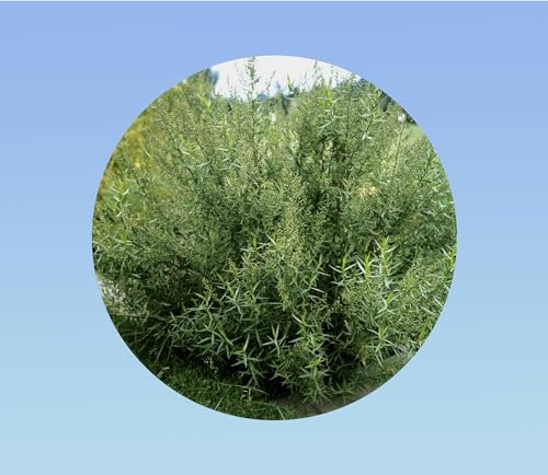 500 graines de Estragon de Russie - Artemisia dracunculoides.