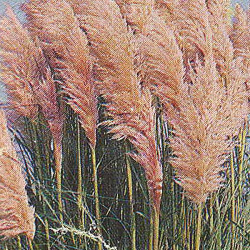 3er-Set Rosafarbenes Pampasgras Rosea - Cortaderia Selloana: Romantik im 3L Topf.