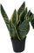 Italy Green Life - Sansevieria Superba, una pianta con Vaso Ø 12 cm dall'Altezza di circa 35 cm. Sanseveria Pianta Vera, Piante da Interno Sempre Verdi, Piante Vere da Esterno, Regali per la Casa