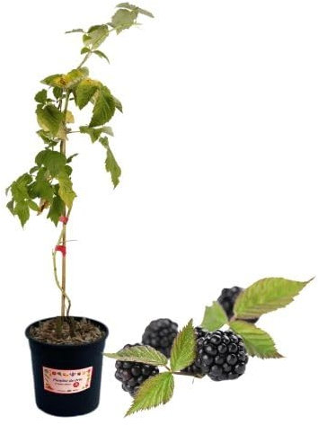 P. Piantine da Orto | Mora Senza Spine Tardiva, Vaso 5 L, Pianta Pronta per il Trapianto, Pianta Vera di Frutti di Bosco da Esterno, Vivaio Italiano