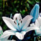 Lilium martagon zwiebeln,Winterharte,lilien im topf,lilie riesen,lilien deko,lilien zwiebeln forever susan,lilie,duft lilien,lilien knollen,lilien zwiebeln winterhart mehrjährig.-6 zwiebeln-H