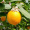 Citrus volkameriana (De Semis) / Citron Volkamer/Conteneur de 1 à 1.9 litres