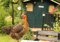 HANSEPUZZLE 29728 - Huhn Puzzle 130 Teile | Tierwelt Puzzle mit hochwertiger Puzzle Aufbewahrung: Kartonbox und wiederverschließbarem Beutel | Puzzle-Maße: 28,7 x 20 cm