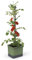 GUSTA GARDEN Tom Tomato Tomatentopf Hellgrau - Pflanzentopf mit Rankhilfe, Bewässerungssystem & Befestigungshaken - Set inkl. 20L Erde - 4,5L Wassertank & 20L Erdvolumen (dunkelgrün, ohne Erde)