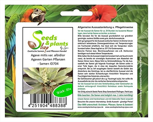 Stk - 10x Agave mitis var. albidior Agaven Garten Pflanzen - Samen ID704 - Seeds & Plants Shop by Ipsa