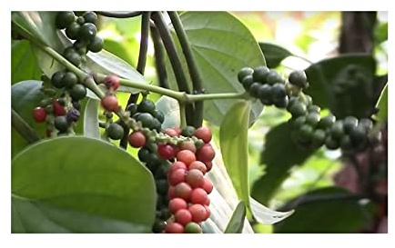 Stk - 10x Piper nigrum Kletterpflanze Garten Pflanzen - Samen ID1022 - Seeds & Plants Shop by Ipsa