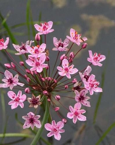 Lincsplants - Butomus umbellatus-1 / 3Ltr Potted
