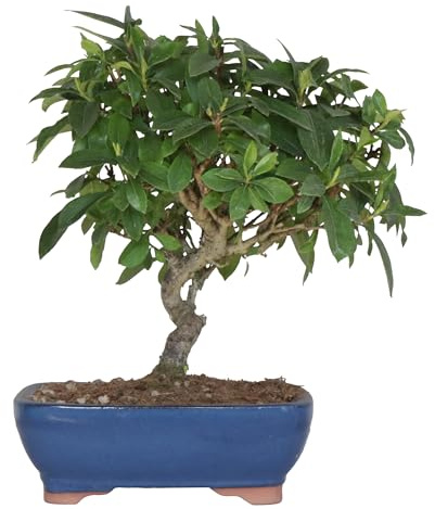 KENTIS - Bonsai aus Japan von Gardenia Augusta - Original Japanischer Bonsai Baum - Echte Pflanzen Made in Japan - H 35-40 cm Terrakotta-Topf 21 cm