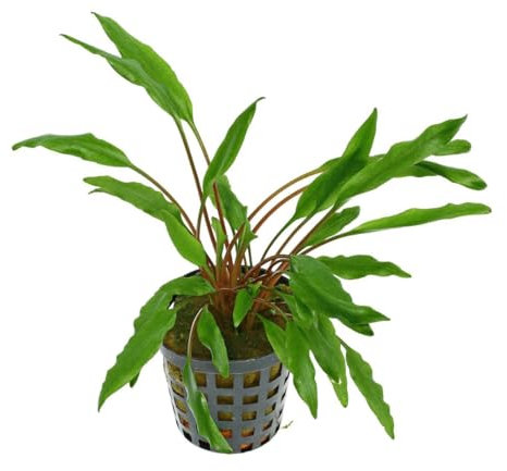 PlantasAcuario Planta acuática CRYPTOCORYNE UNDULATA planta de acuario viva y natural para acuarios plantados en maceta de 5cm