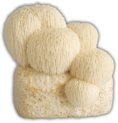 Hawlik Pilzbrut - Set di coltivazione di funghi per Lion's Mane/Hericium erinaceus – coltura funghi biologica per una facile coltivazione a casa – Set di funghi da barba di riccio