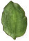 Excelsa Foliage Set 6 Piatti a Forma di Foglia in Ceramica, Verde