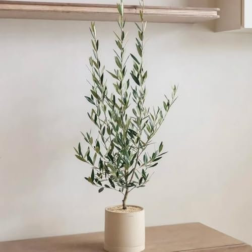 Acquista semi di ulivo piante da balcone semi di piante stelo resistente bonsai ulivo in vaso albero da giardino interno olivo vasi per esterno all'esterno albero melograno perenni 20pcs