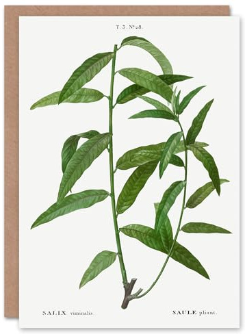Artery8 Pierre-Joseph Redouté Art Card Basket Willow Vintage Botanical