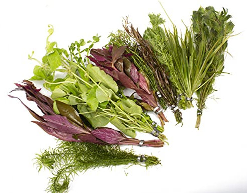 Biotope Aquatics Ltd - 50 Bunched & Weighted Live Aquarium Plants - Aquatic Plants for your fish tank