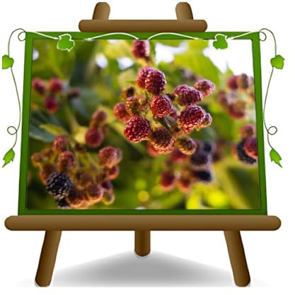 rote Maulbeeren – Obstpflanzen antik auf Blumentopf 26 - Baum max 200 cm – 4 Jahre Anbau Italien