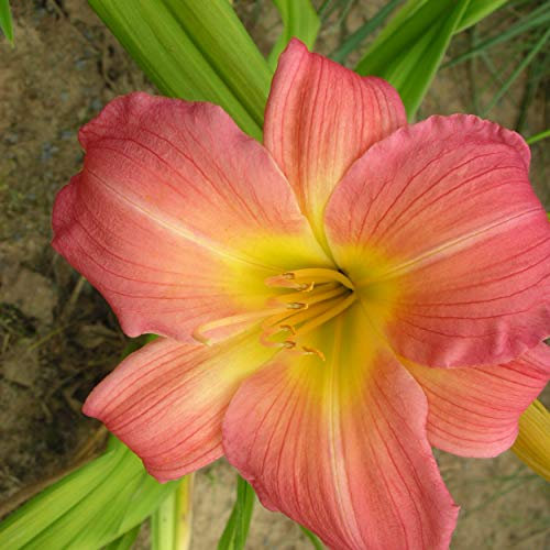 Blumixx Stauden Hemerocallis Hybride 'Chinatown' - Taglilie pfirsichrosa