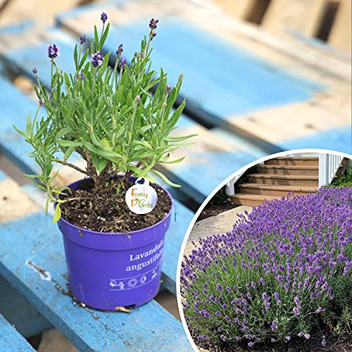 Fragrante Vero Inglese Lavanda Viola Fiore Hardy Giardino Pianta Arbusto 14CM Vaso
