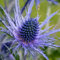 Eryngium x zabelii ‘Violetta’- Perennial Plant That is Ready to Plant Out- Comes Back Every Year (Hardy) - Flowers from Summer to Autumn- Loved by Bees (Middleton Nurseries) (1 Litre(13cm Pot))