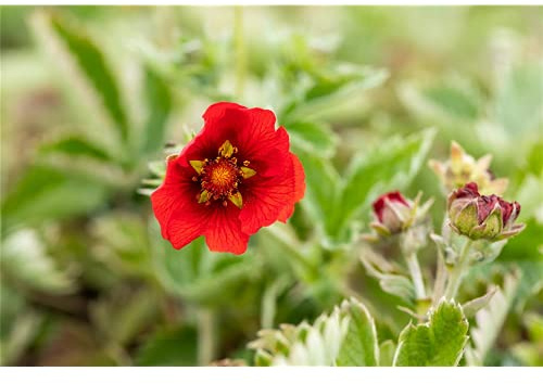 Potentilla atrosanguinea - Blutrotes Fingerkraut - 9cm Topf
