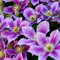 1 pcs clematis kletterpflanze zwiebeln - winterfeste pflanzen für balkon bienenfreund,Clematis florida, hochbeet balkon pflanztöpfe blumenzwiebeln frühblüher zimmerpflanze praktische