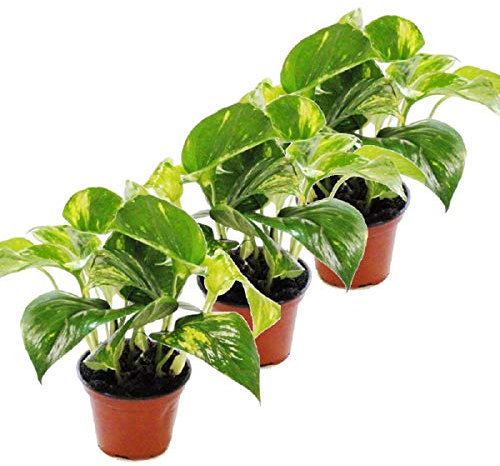 3er Set Efeutute - Scindapsus - Epipremnum - 12cm Topf