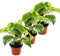 3er Set Efeutute - Scindapsus - Epipremnum - 12cm Topf