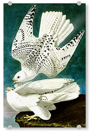 artboxONE Acrylglasbild 60x40 cm Natur Gerfalke, Falco Rusticolus Bild hinter Acrylglas - Bild malerei ara berühmte